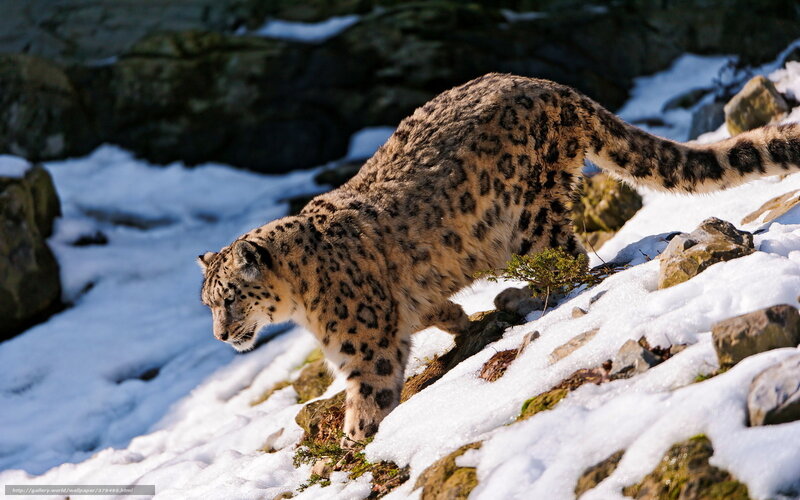 Snow Leopard on Snowy Slope — White, Alert, Winter, Photograph