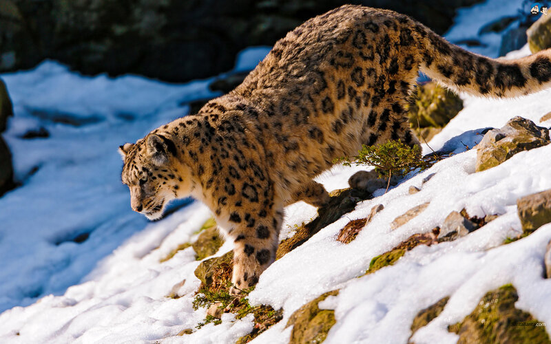 Snow Leopard on Snowy Slope — White, Alert, Winter