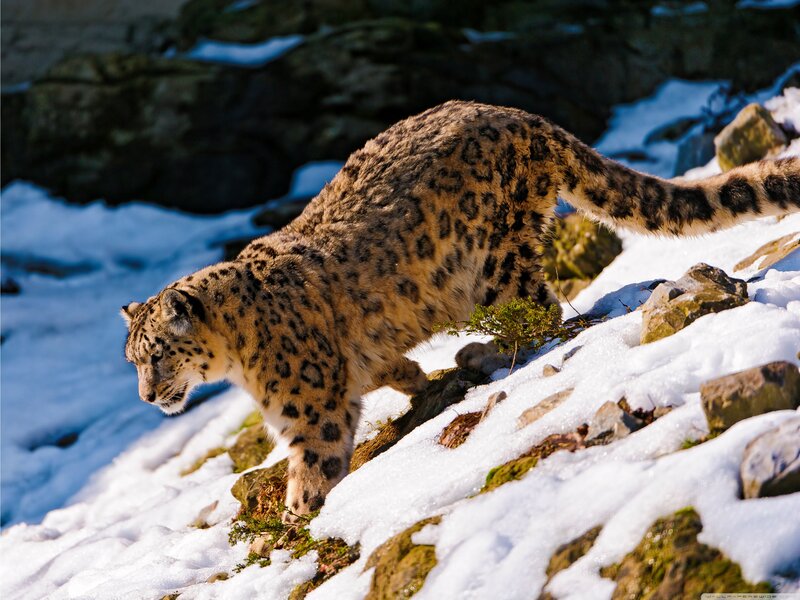 Snow Leopard on Snowy Slope — White