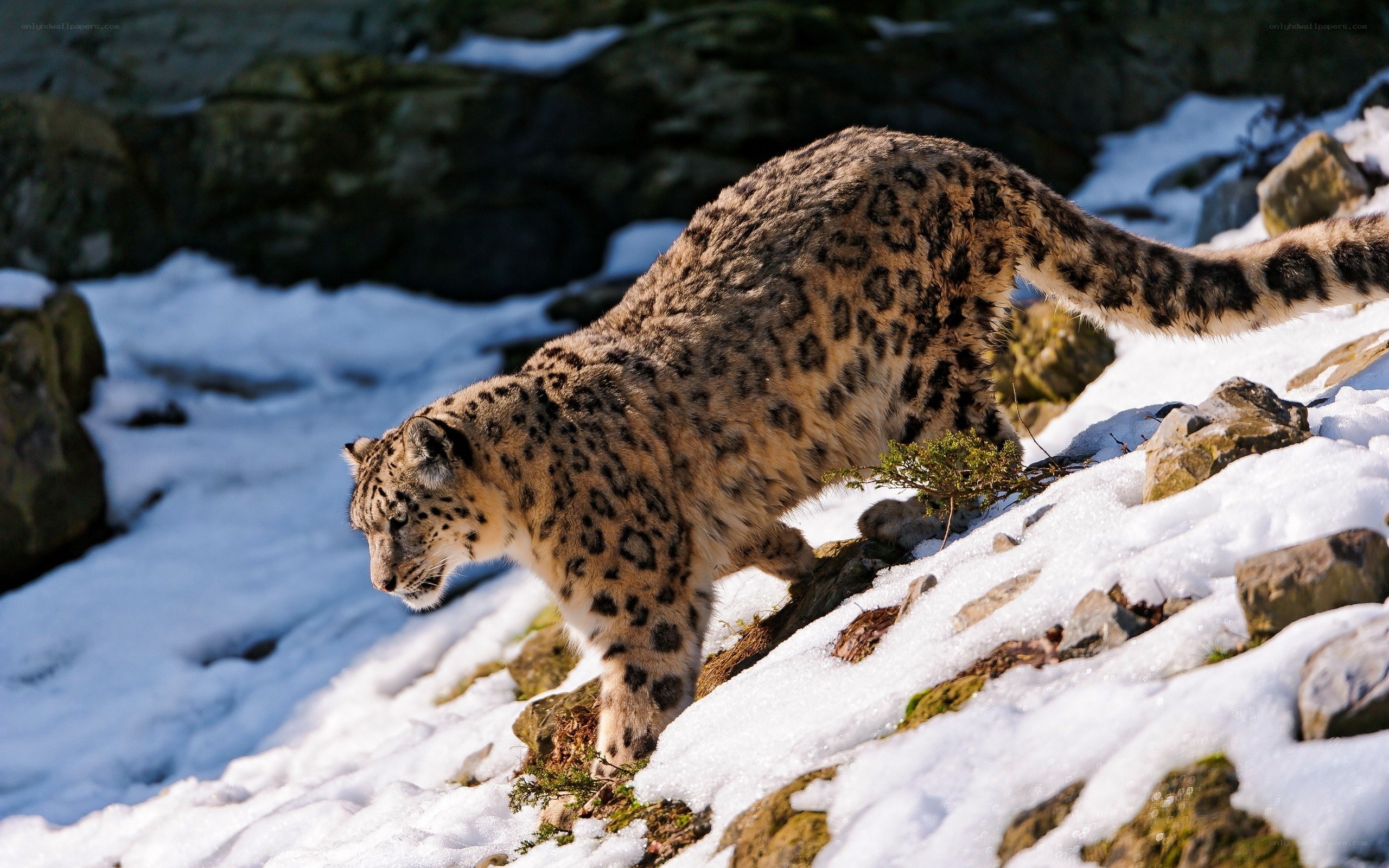 snow leopard on snowy slope