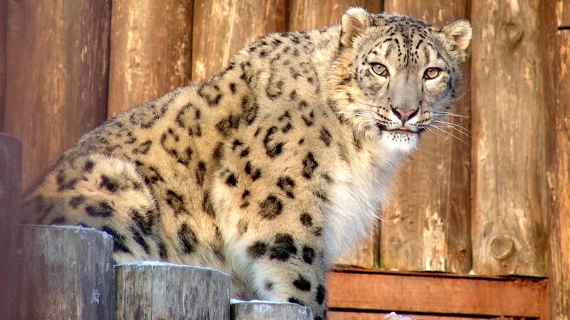 Snow Leopard on Wood