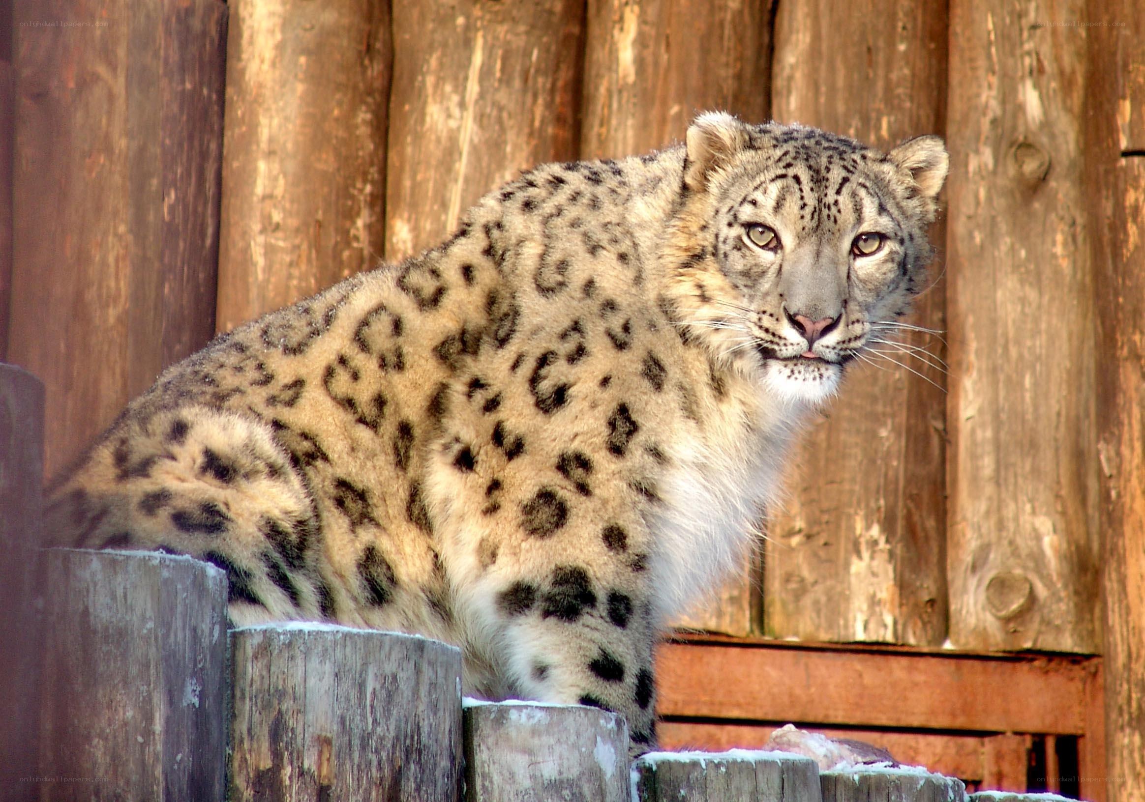 Snow leopard on wooden platform