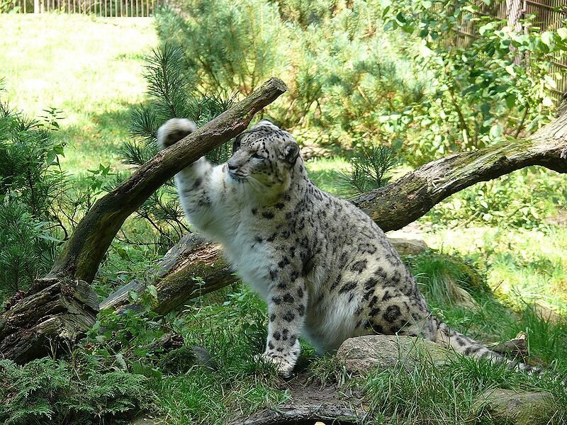 Snow leopard playing with a branch