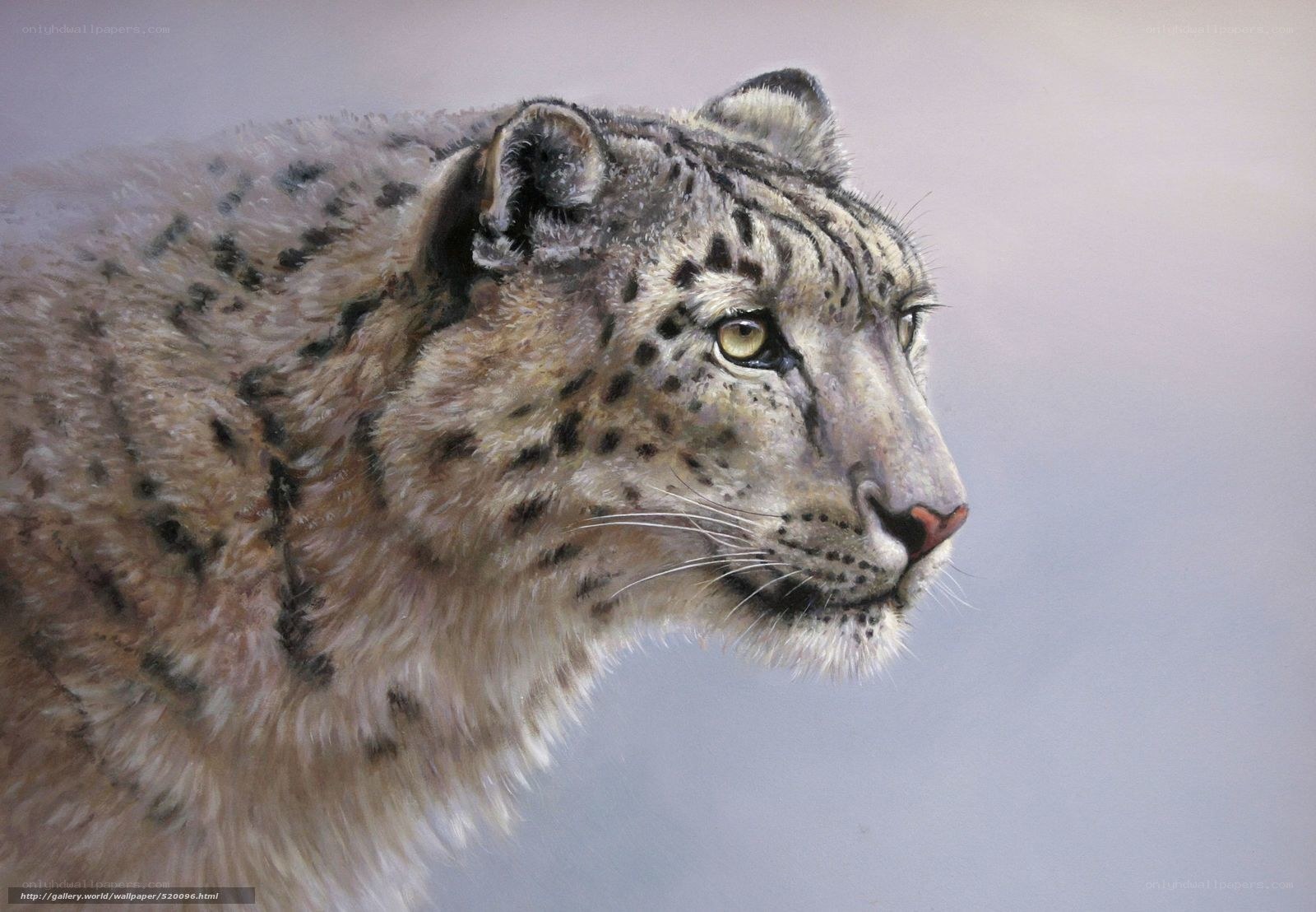 Snow leopard portrait