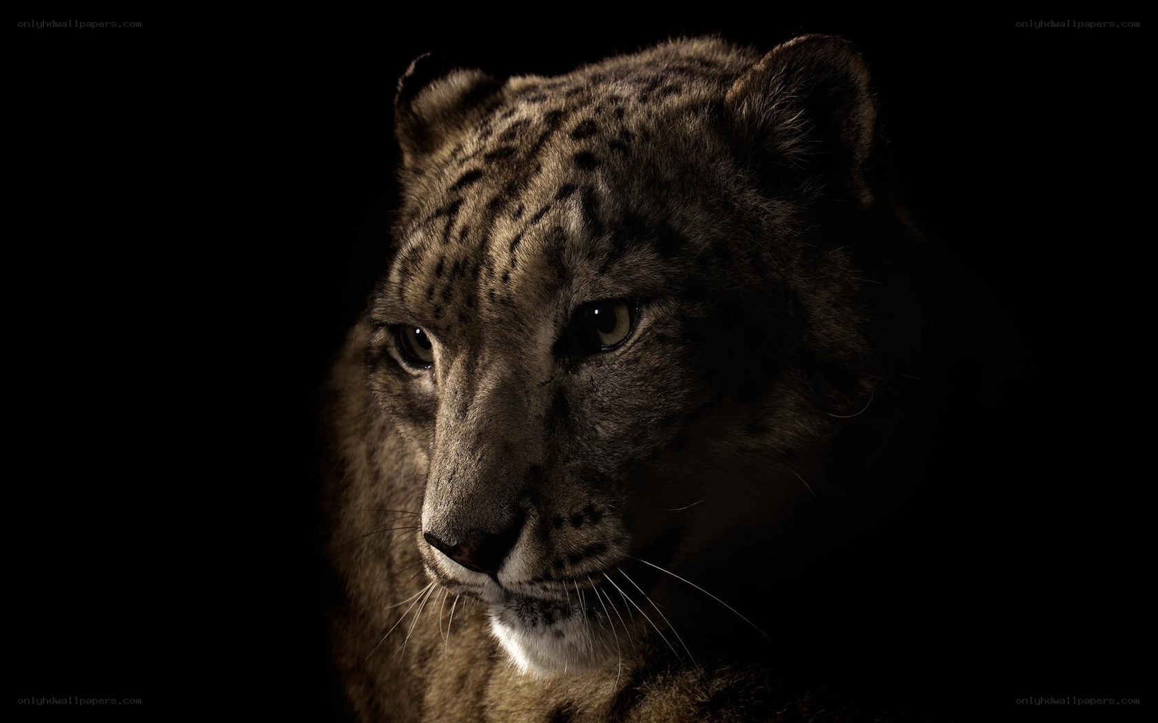 snow leopard portrait