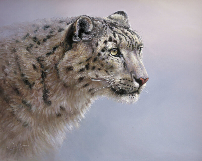 Snow leopard portrait