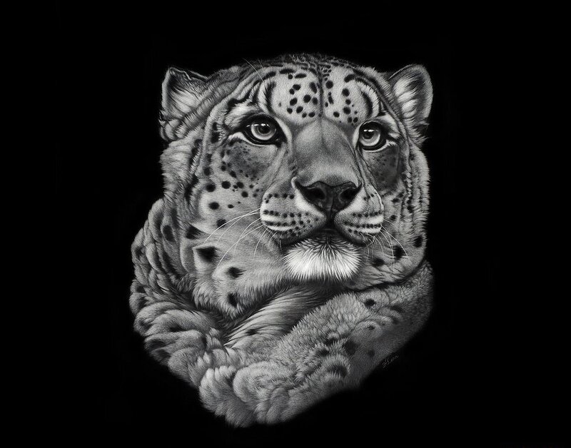 Snow Leopard Portrait — Black, Dramatic