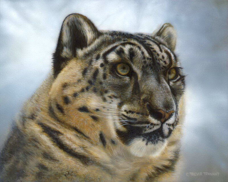 Snow Leopard Portrait — Gray, Calm