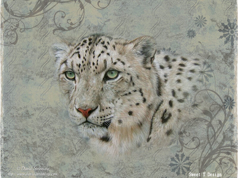 Snow Leopard Portrait — Gray