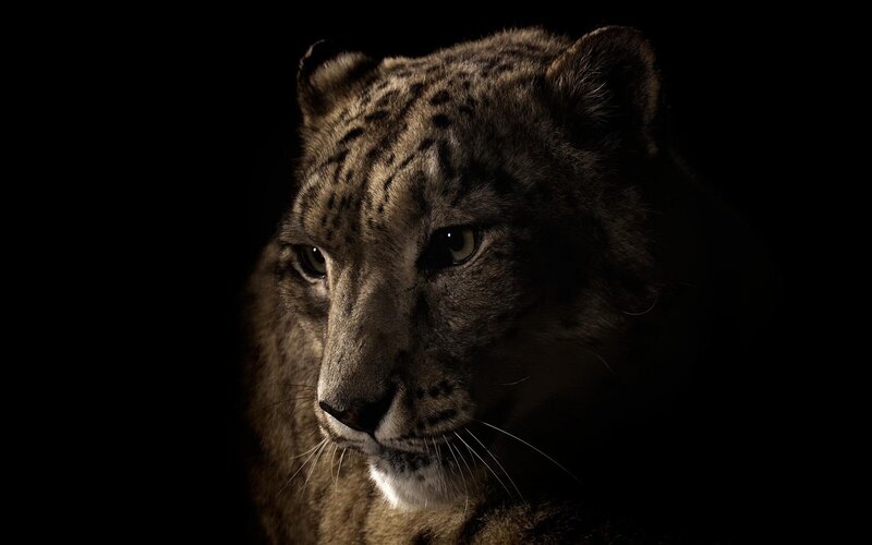 snow leopard portrait