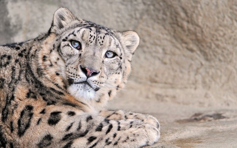 Snow leopard resting
