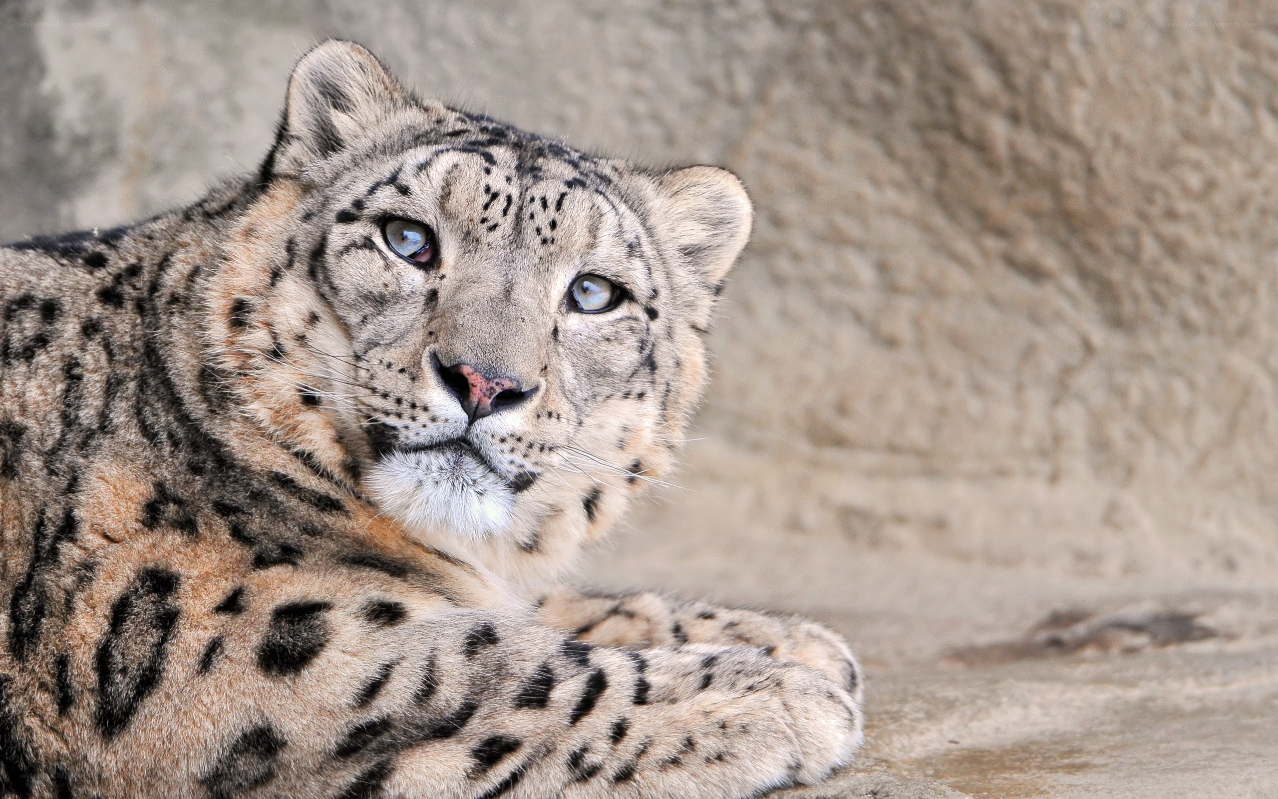 Snow leopard resting