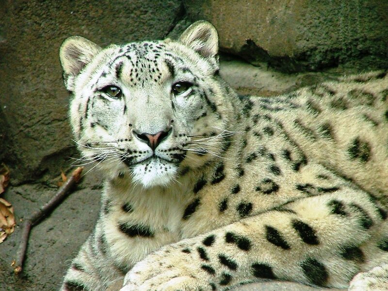 Snow leopard resting