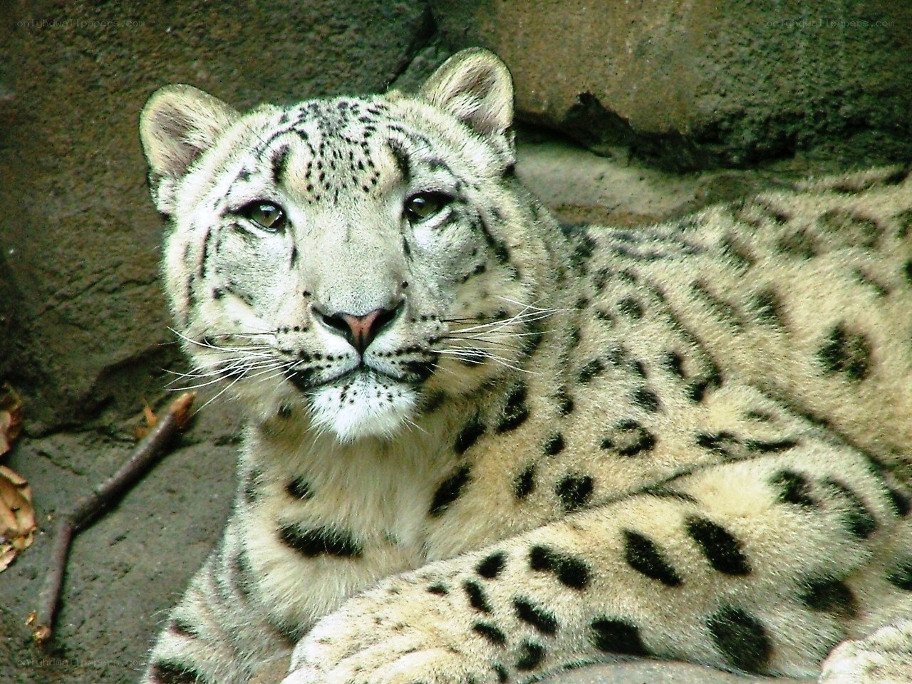 Snow leopard resting