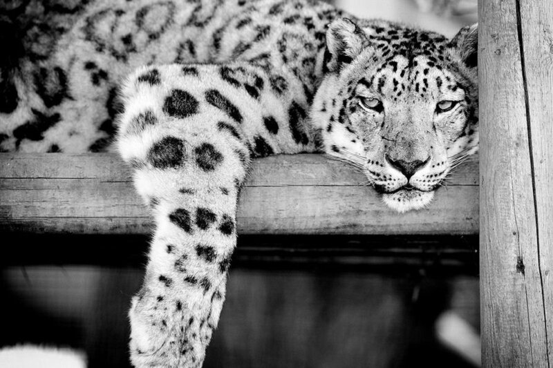 Snow Leopard Resting — Black