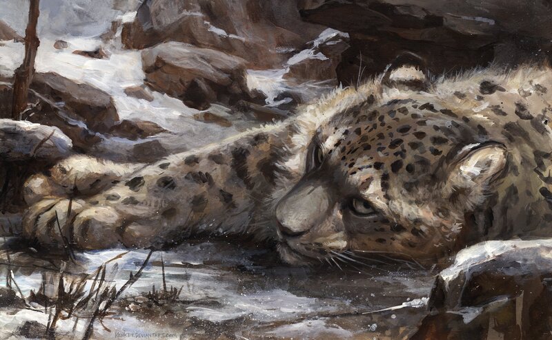 Snow Leopard Resting — Brown, Calm