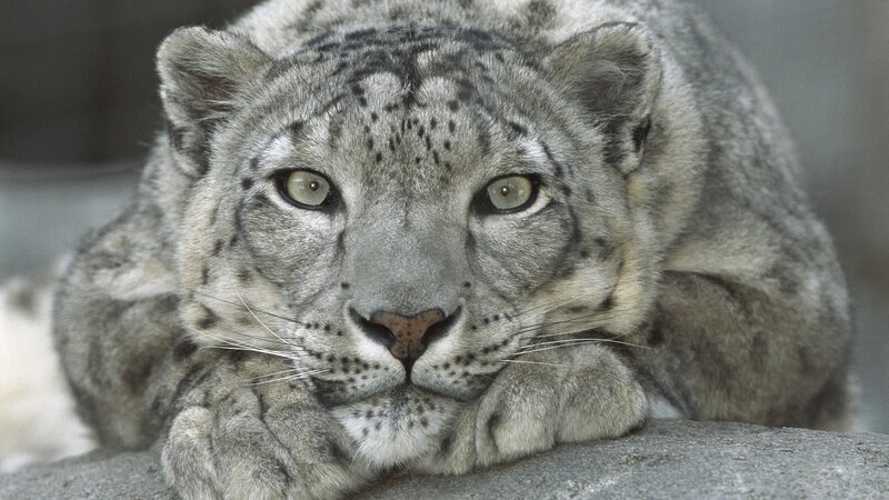 Snow Leopard Resting — Calm
