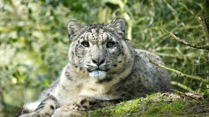 Snow Leopard Resting — Gray, Calm, Afternoon, Photograph, Moss