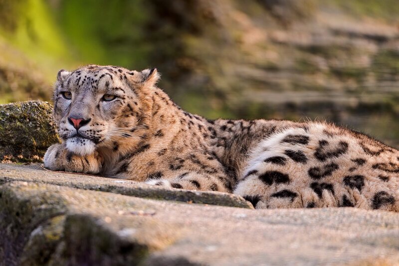 Snow Leopard Resting — Gray, Calm, Afternoon, Photograph, Rock