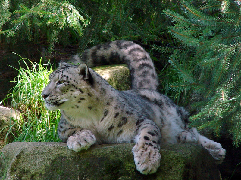 Snow Leopard Resting — Gray, Calm, Afternoon, Photograph