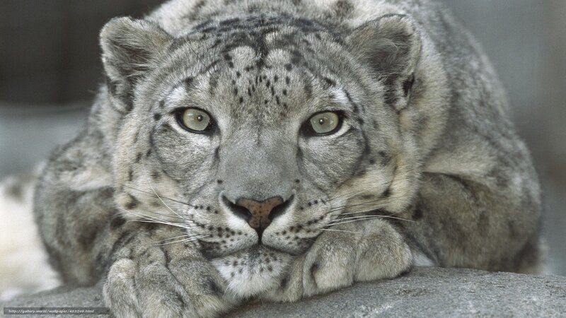 Snow Leopard Resting — Gray, Calm, Photograph, Paws