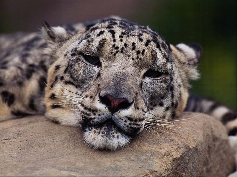 Snow Leopard Resting — Gray, Calm, Photograph, Rock, Forest