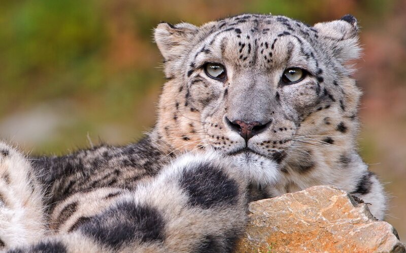 Snow Leopard Resting — Gray, Calm, Photograph, Rock, Fur