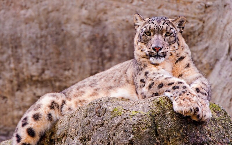 Snow Leopard Resting — Gray, Calm, Photograph, Rock, Mountain