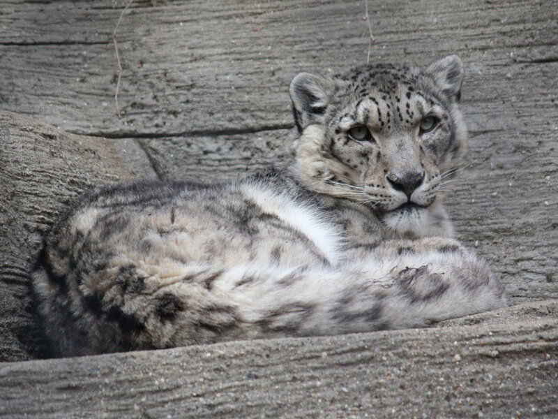 Snow Leopard Resting — Gray, Calm, Photograph, Rock, Stone