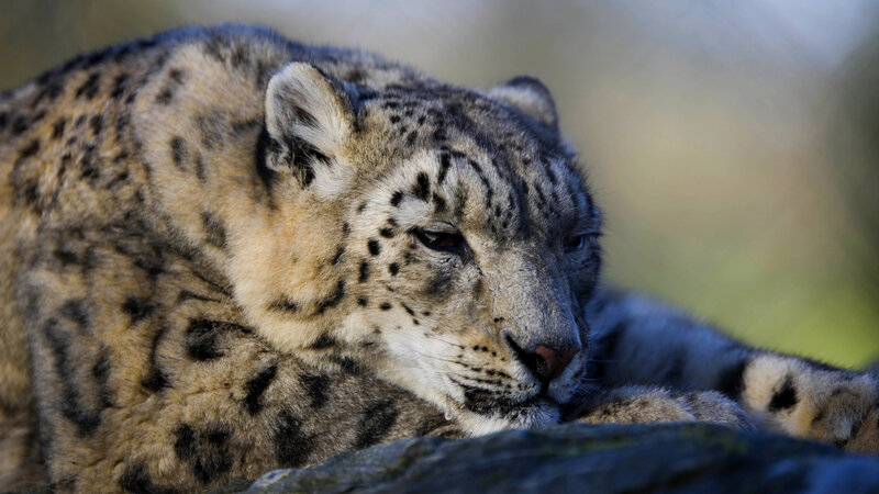 Snow Leopard Resting — Gray, Calm, Photograph, Rock