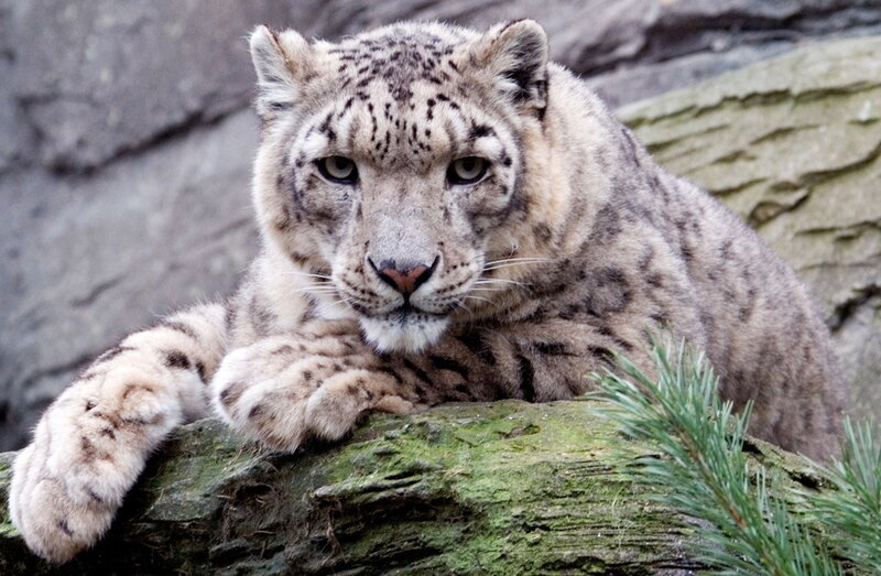 Snow Leopard Resting — Gray, Calm, Photograph