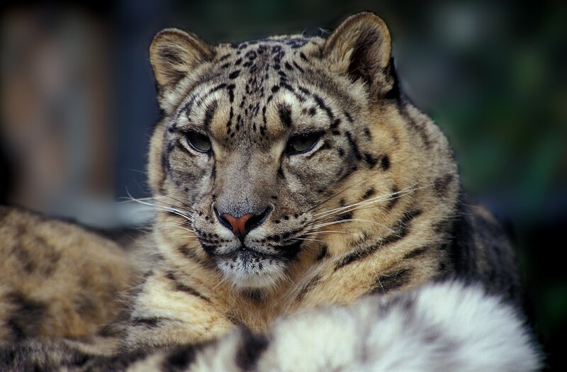 Snow Leopard Resting — Gray, Calm, Photograph, Whiskers
