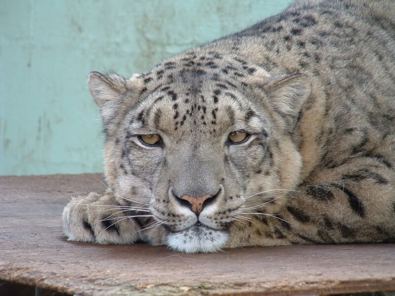 Snow Leopard Resting — Gray, Calm, Photograph, Wooden Surface