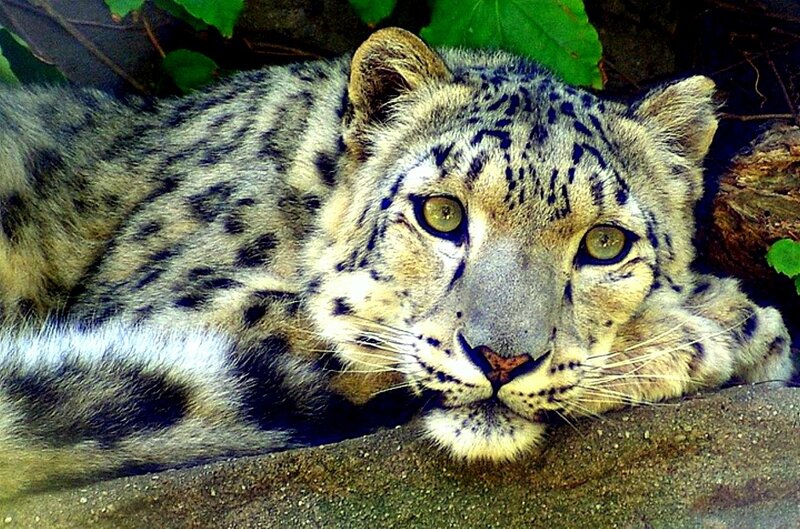 Snow Leopard Resting — Gray, Calm
