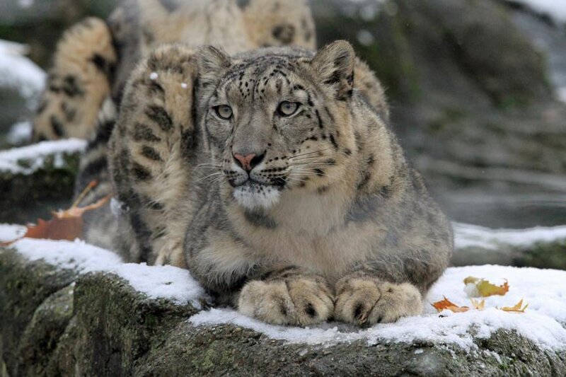 Snow Leopard Resting — Gray, Calm, Winter