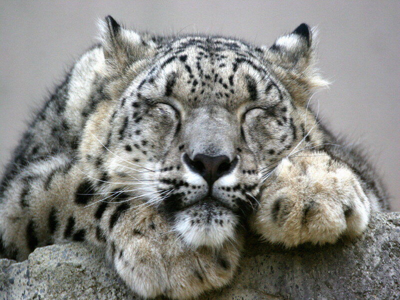 Snow Leopard Resting — Gray