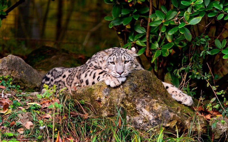Snow Leopard Resting — Green, Calm