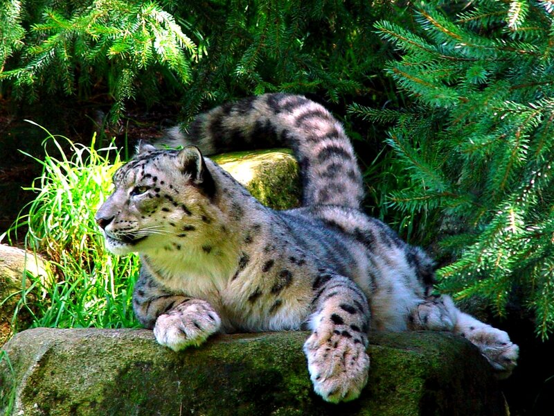 Snow Leopard Resting — Green