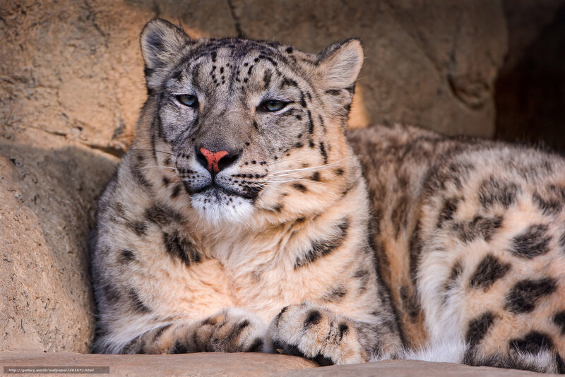 snow leopard resting in enclosure