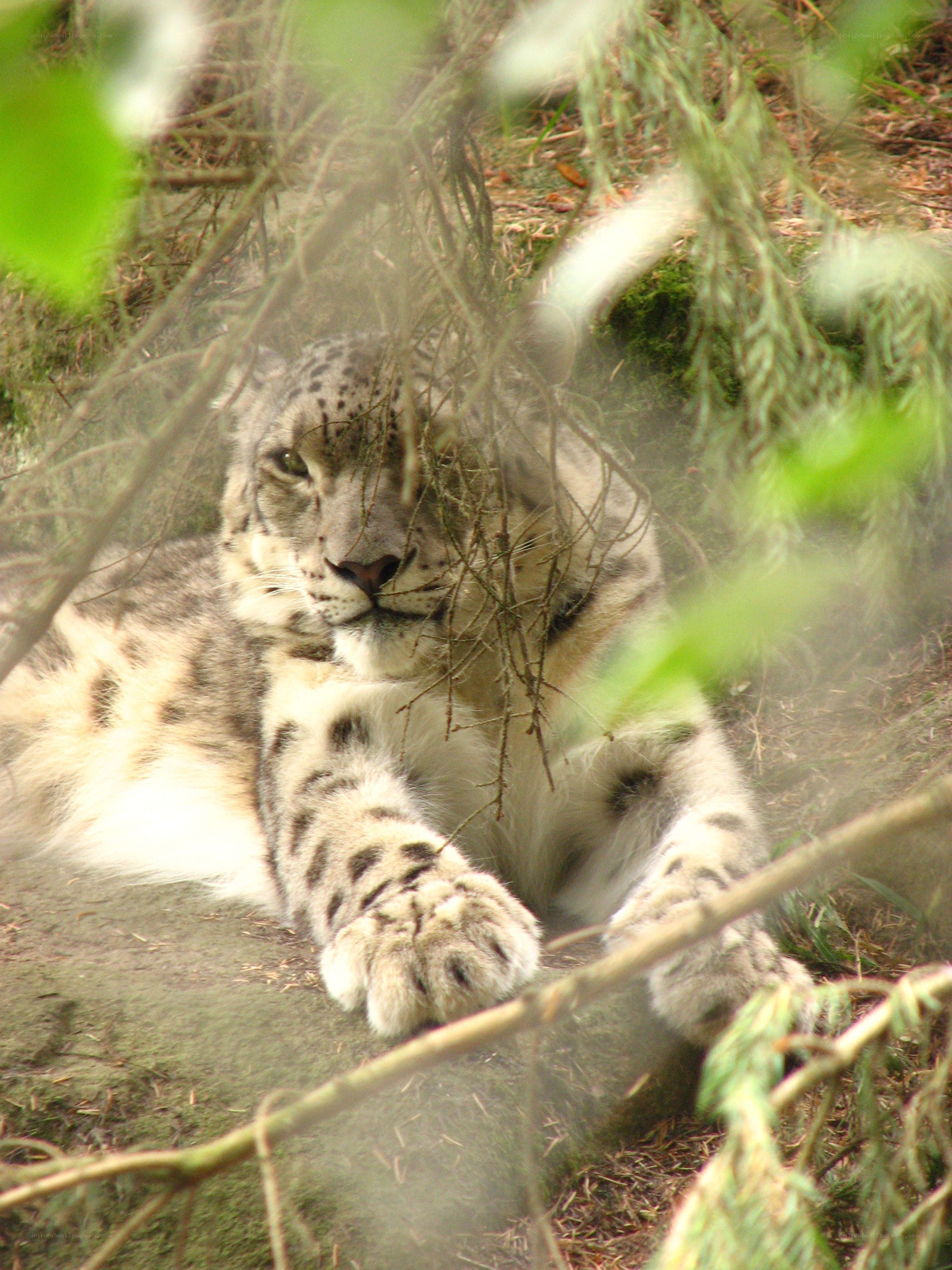 Snow leopard resting in foliage