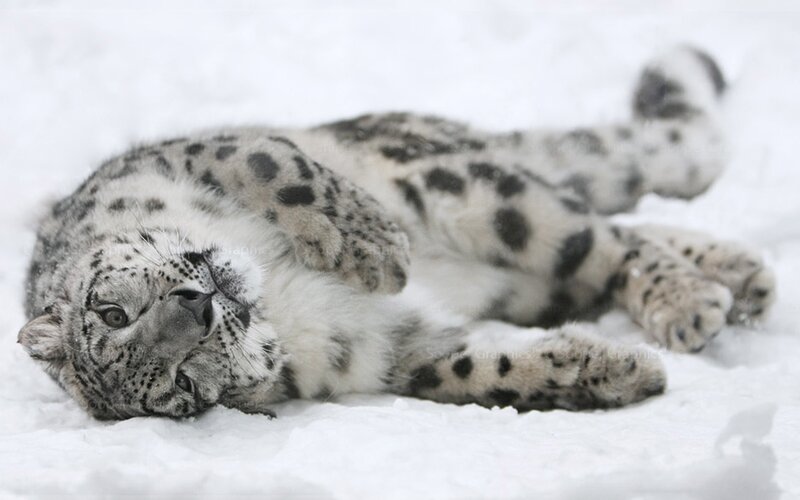 snow leopard resting in snow