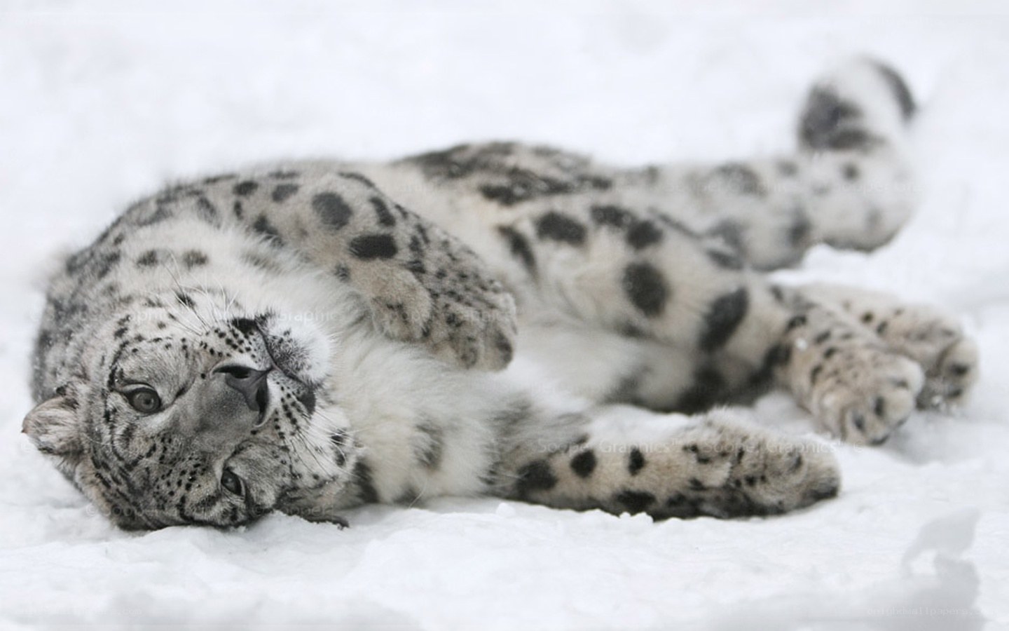 snow leopard resting in snow