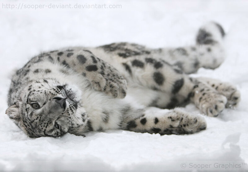 snow leopard resting in snow