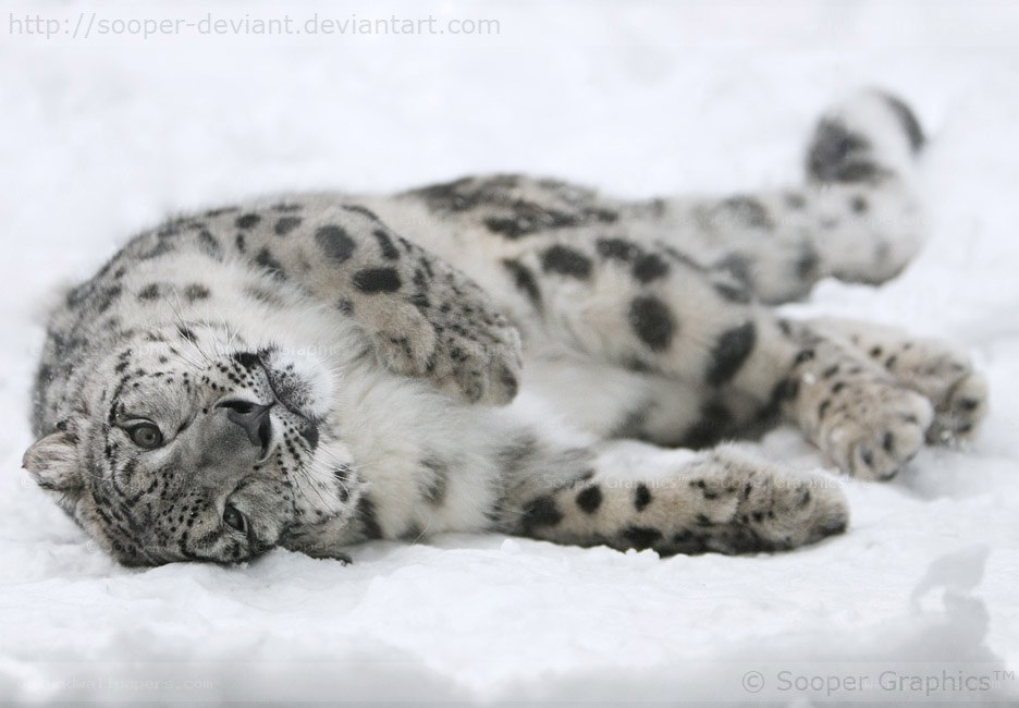 snow leopard resting in snow