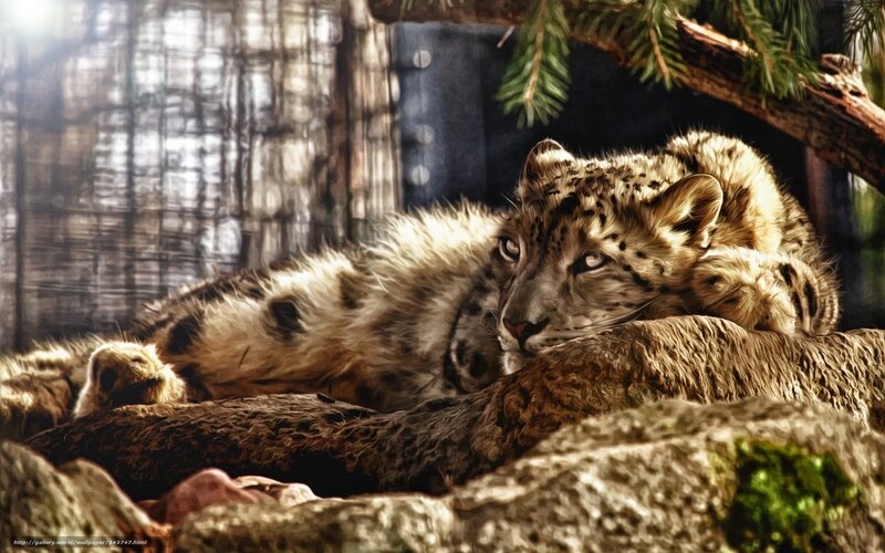 Snow leopard resting on a log