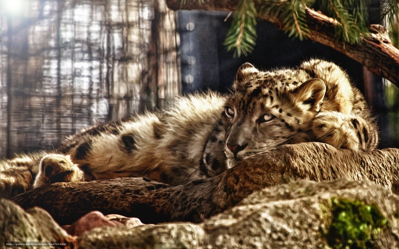 Snow leopard resting on a log