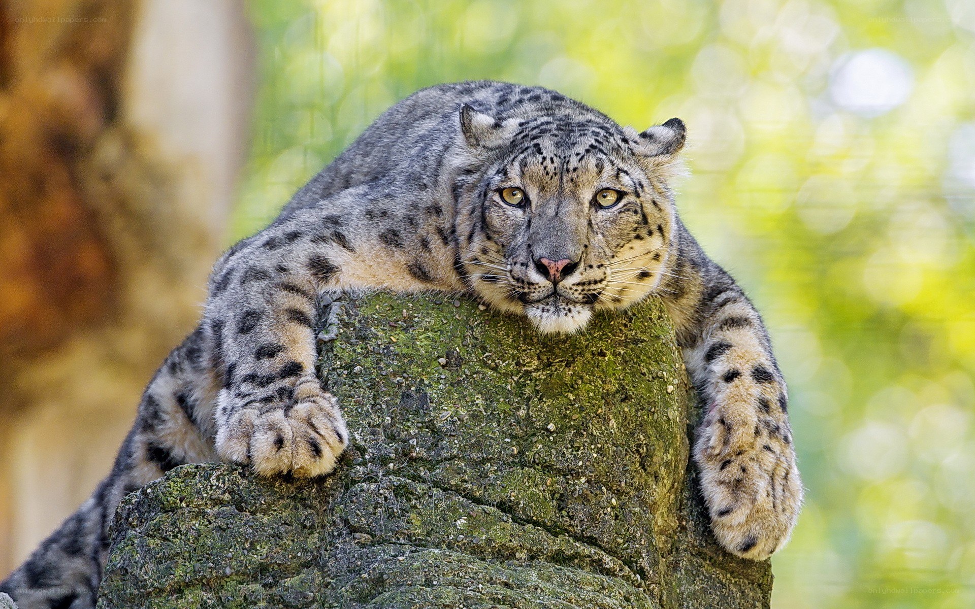 Snow leopard resting on a rock