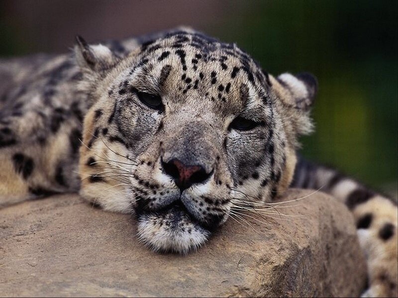 Snow leopard resting on a rock