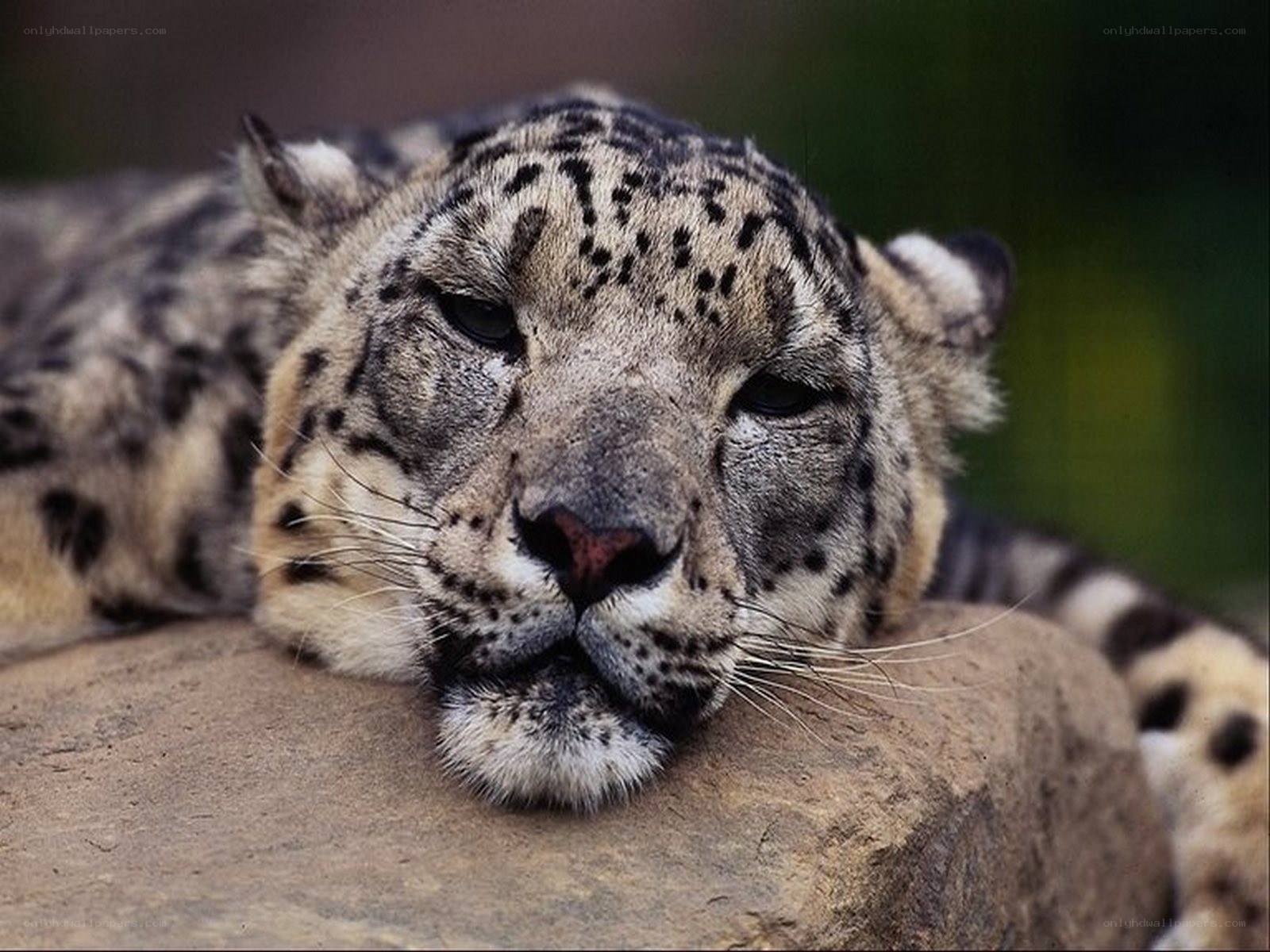 Snow leopard resting on a rock