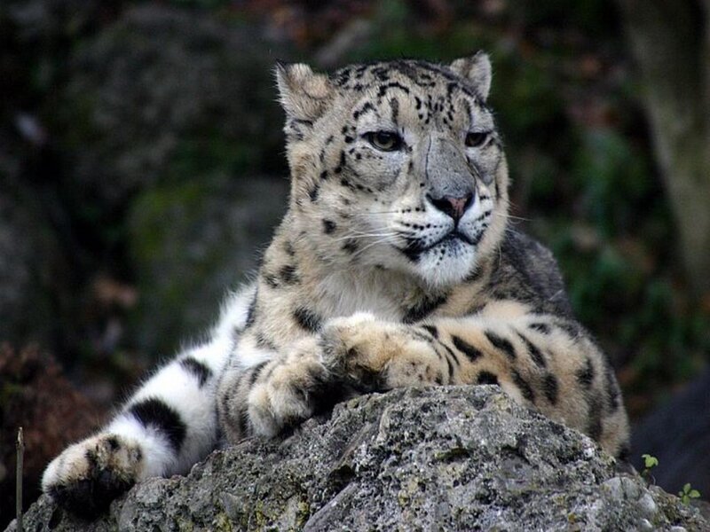 Snow leopard resting on a rock